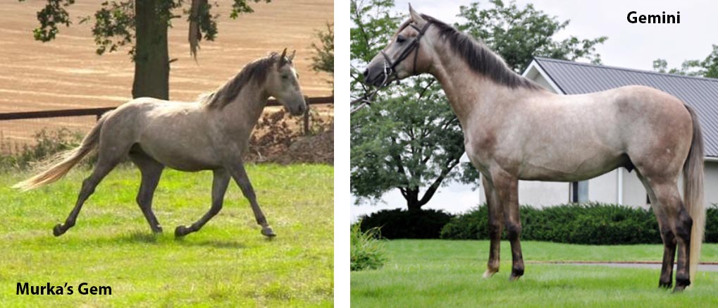 Clones Of Showjumper  Gem Twist